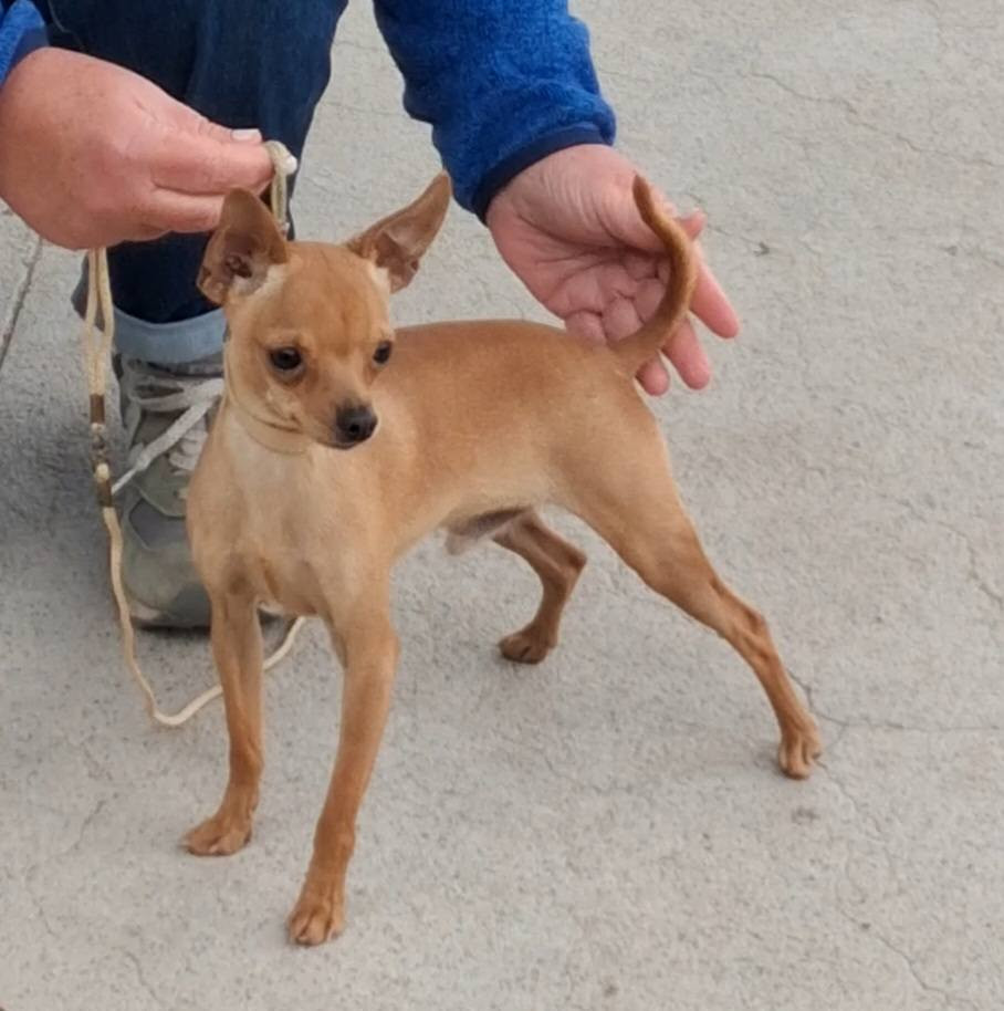 Aliocha des merles Enchanteurs