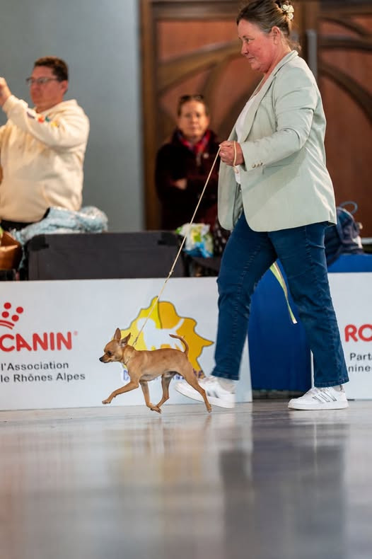 Exposition canine internationale de Valence