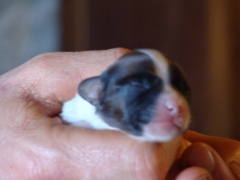 les chiots 2010