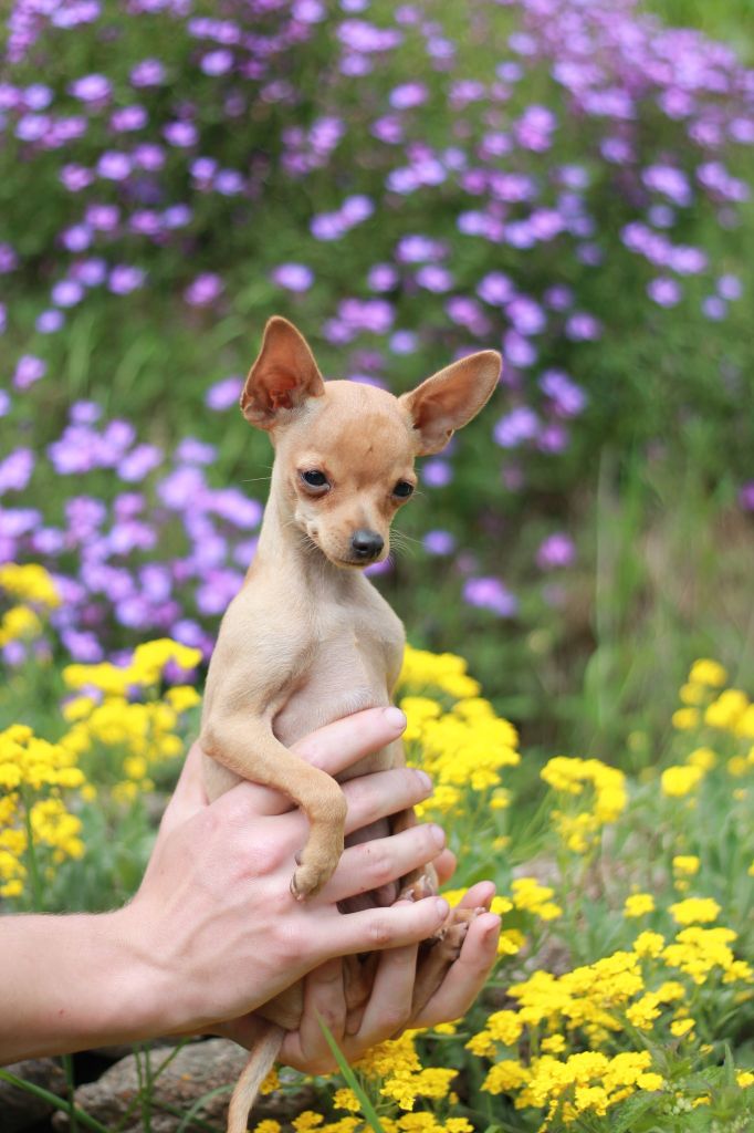 des merles Enchanteurs - Chiots disponibles - Russkiy Toy (Petit Chien Russe)